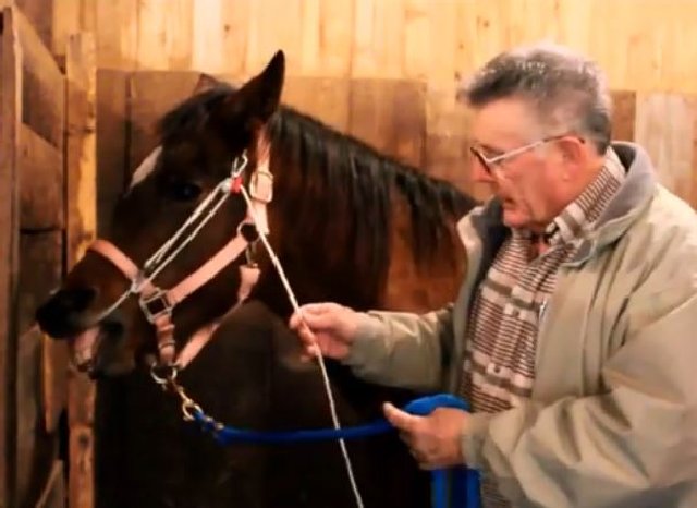 Ausbildung und Training: Das Stableizer Equine Restraint and Training ...