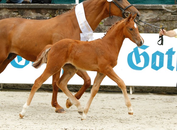 StutfohlenLordanos CrazyClassic