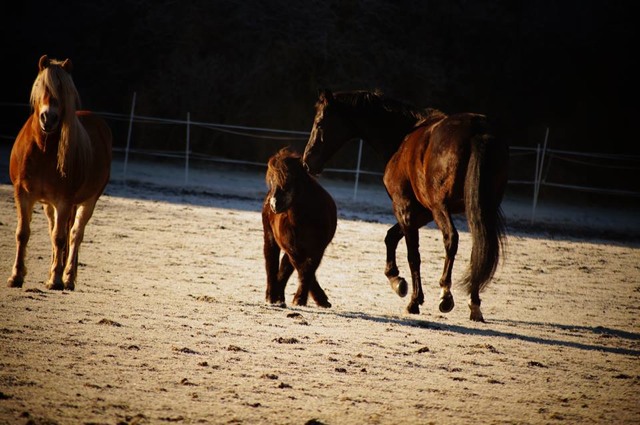 Wessely Freiheitsdressur1