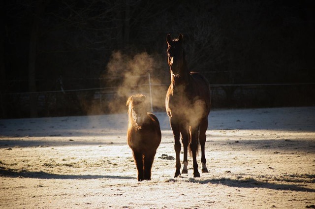 Wessely Freiheitsdressur2