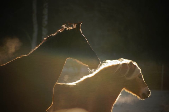 Wessely Freiheitsdressur3